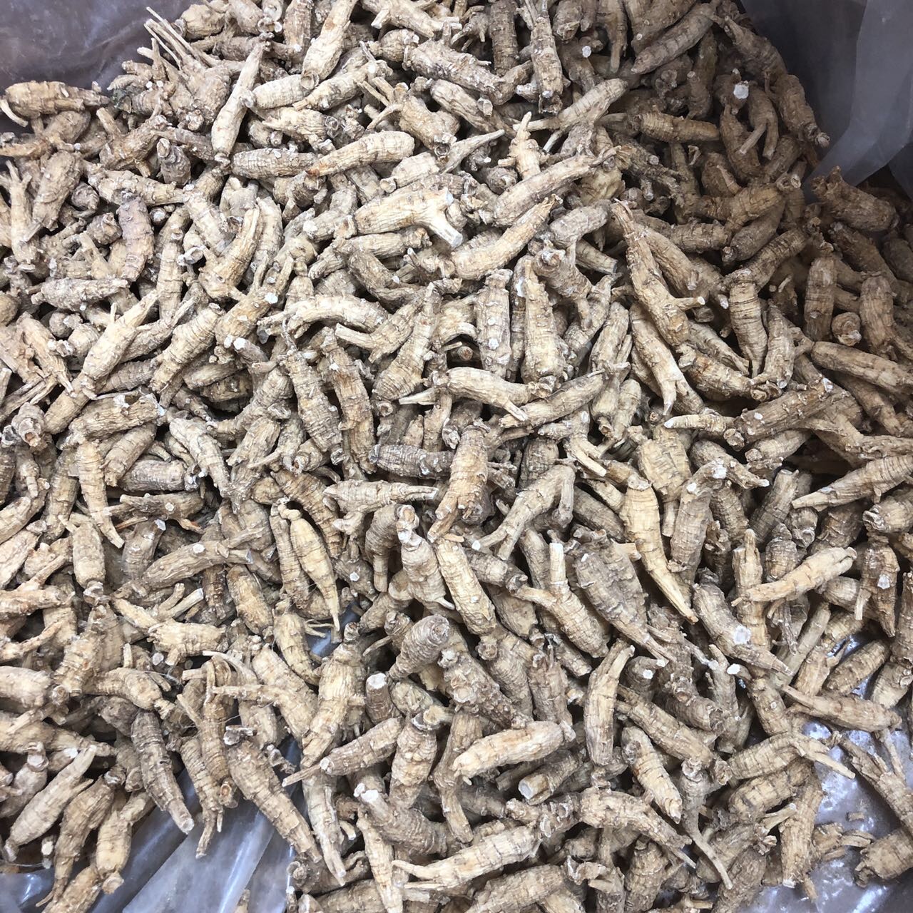今天货源 大量加拿大花旗参3克原丛 /