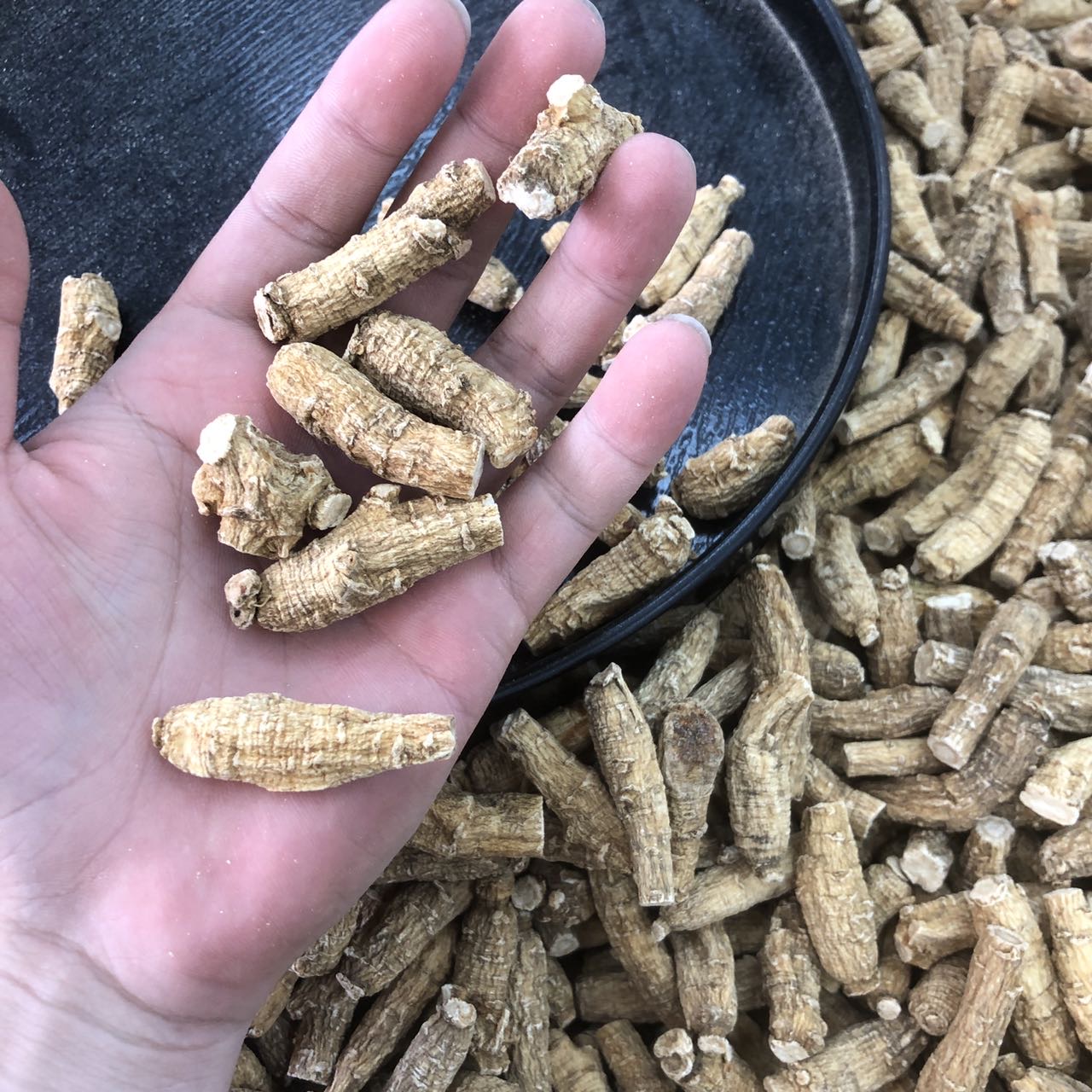 今天货源 大量加拿大花旗参粒 /