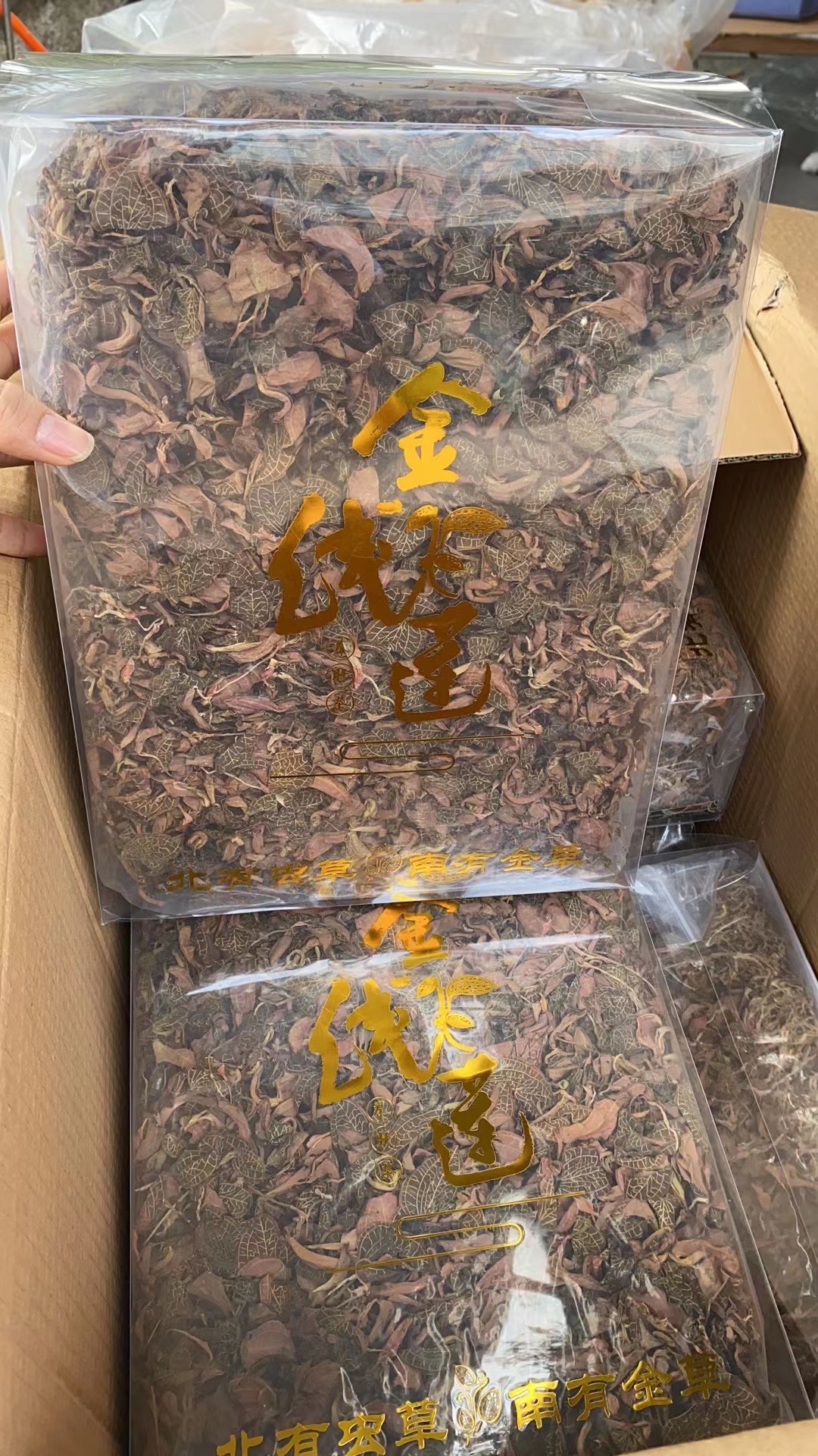 今天货源 大量顶级无碎整株金线莲 特价 /