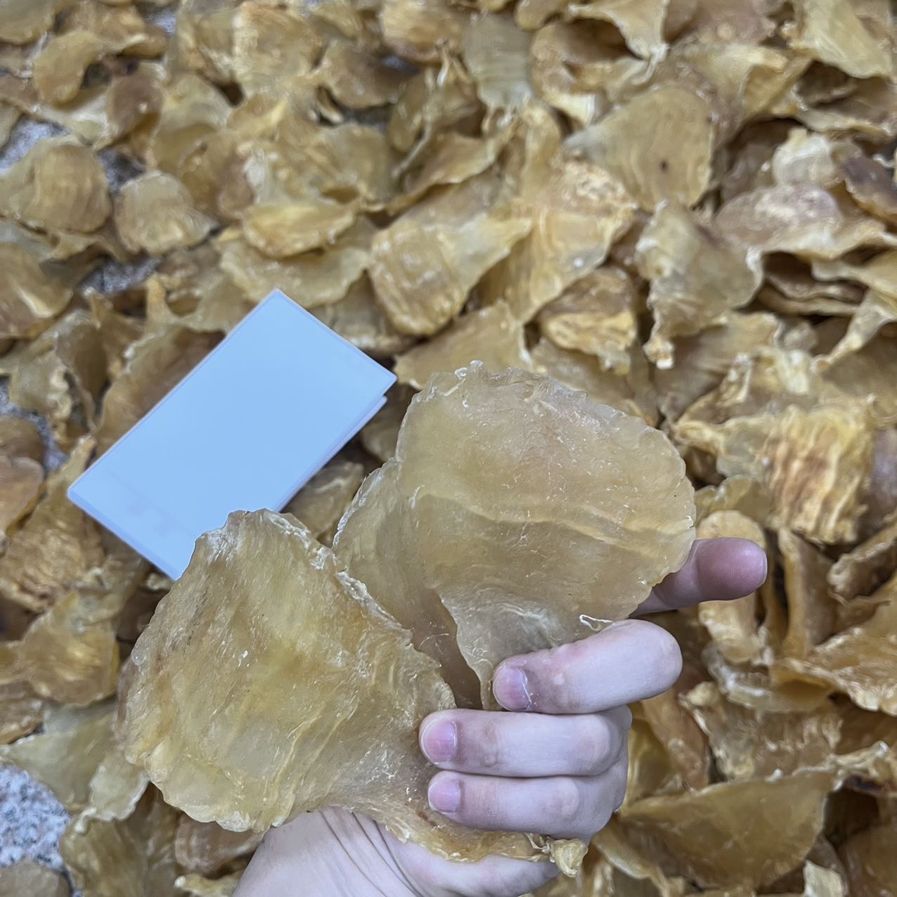 今天货源 大量12头安南双芽 /
