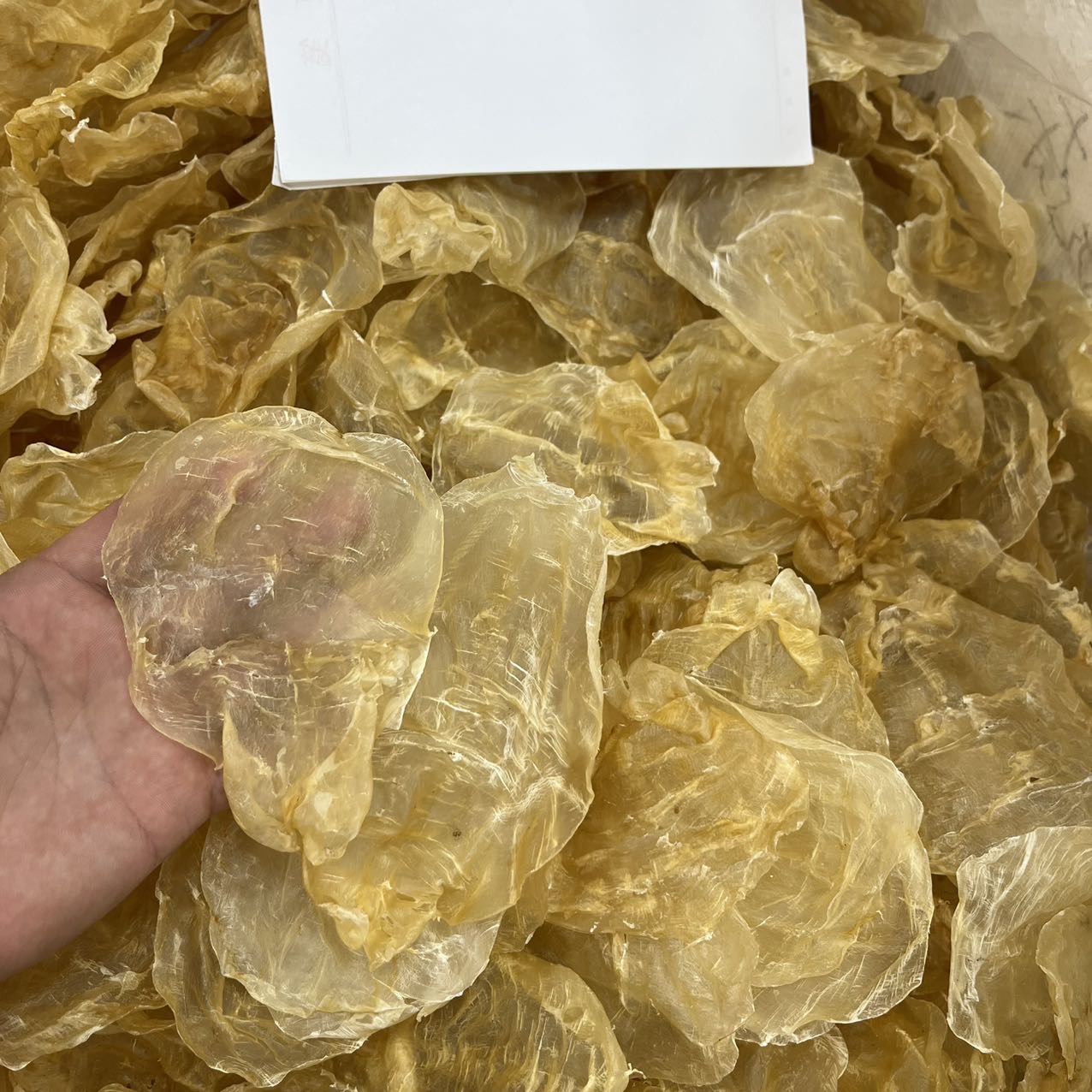 今天货源 大量越南蜘蛛片 甲肚 /