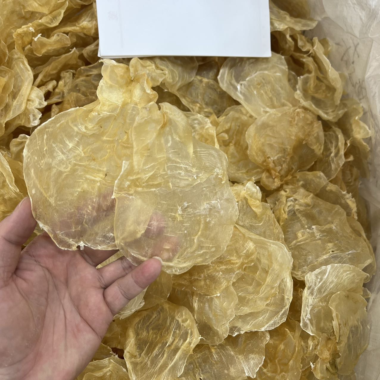 今天货源 大量越南蜘蛛片 甲肚 /