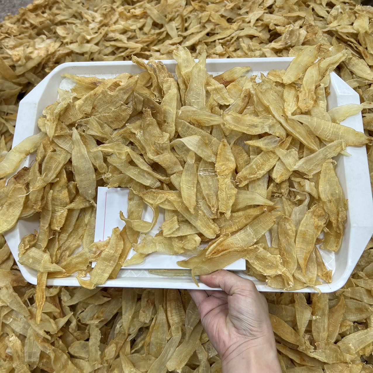 大量小金龙胶 清水足干老货 /