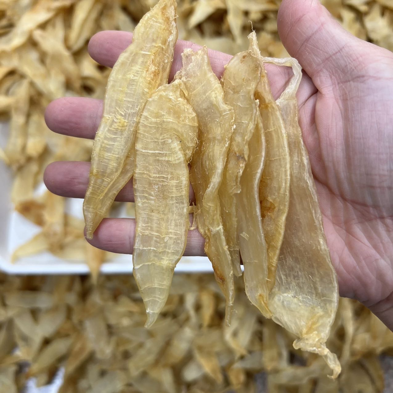 大量小金龙胶 清水足干老货 /
