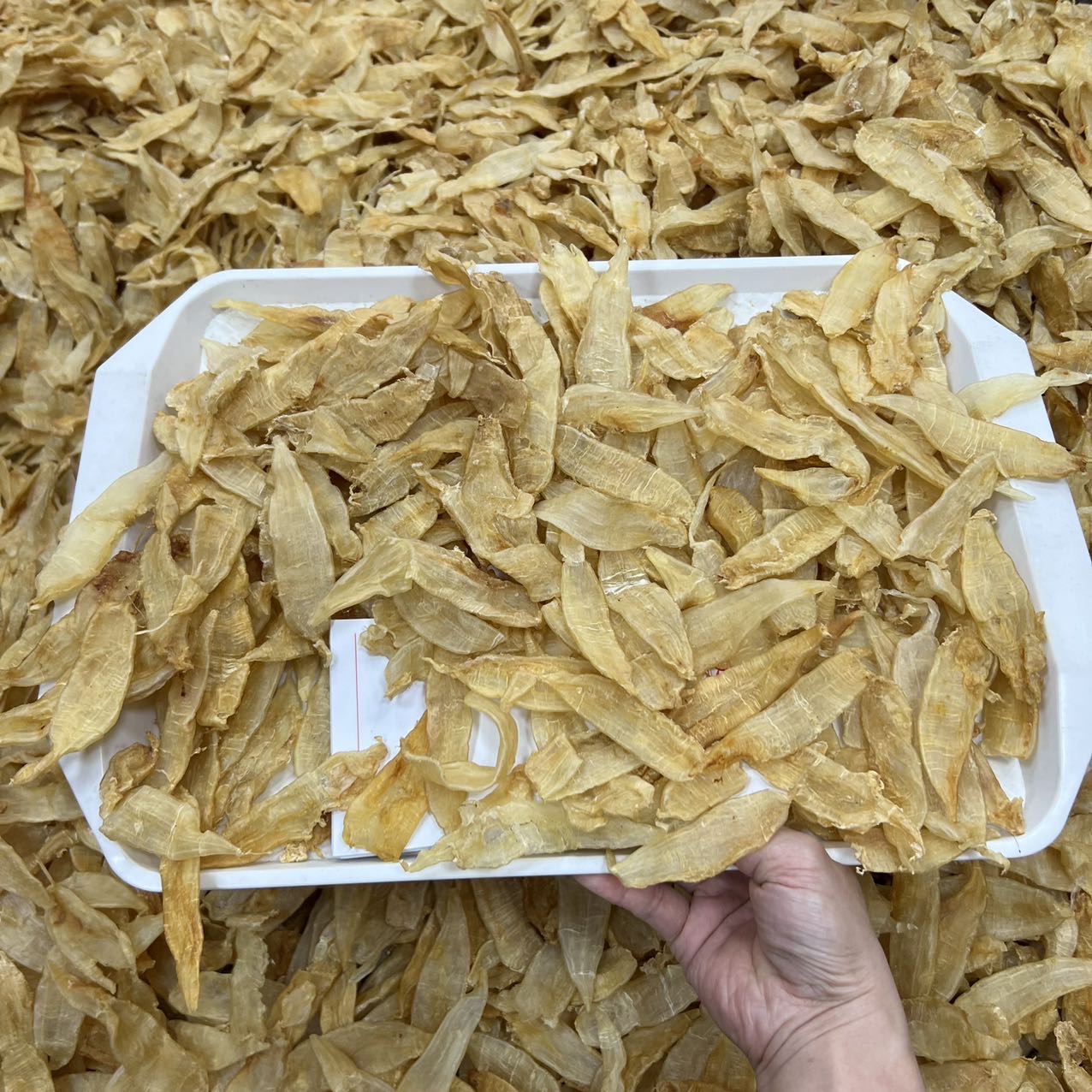 大量小金龙胶 清水足干老货 /