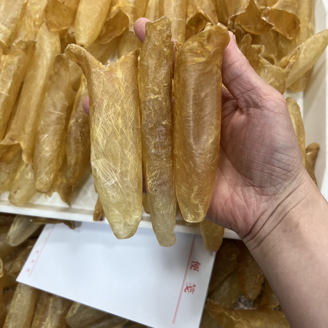 大量60头纯淡干黄花胶筒 /