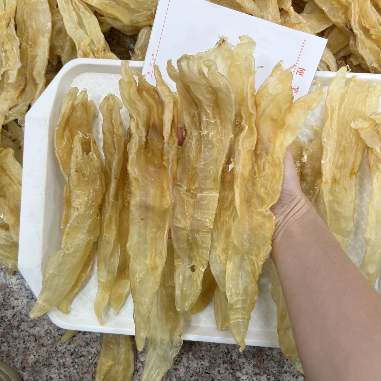 今天货源 大量13头巴西北海阴阳胶 足干货 /