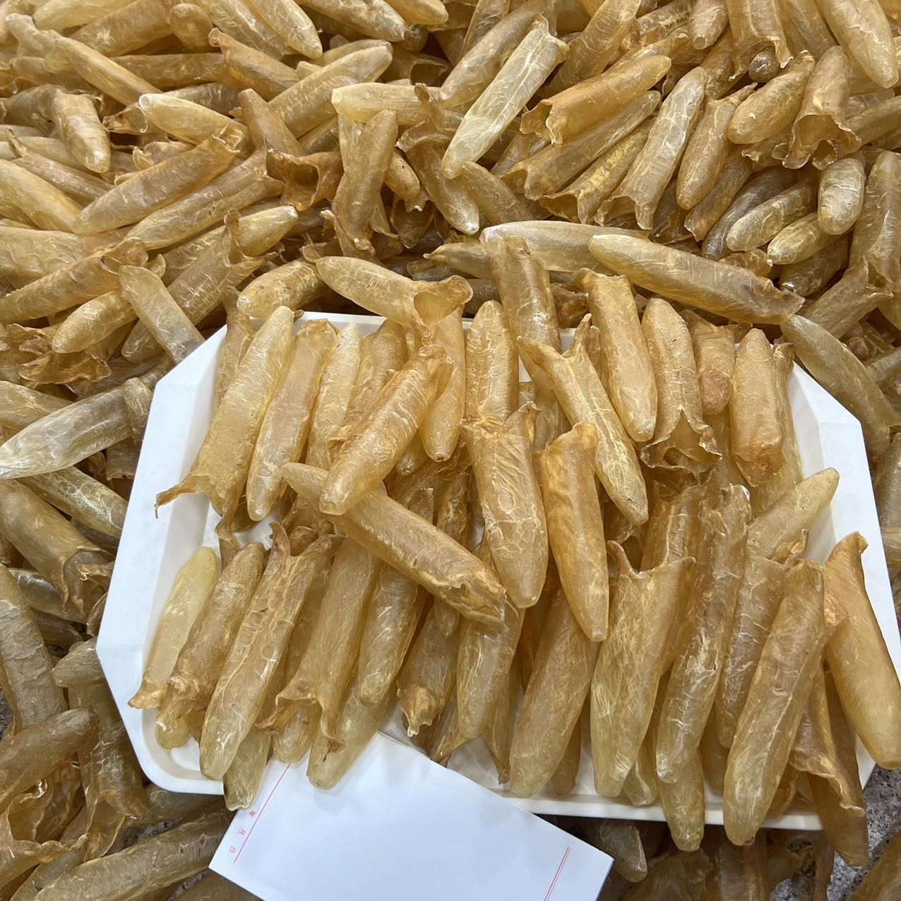 大量60头纯淡干黄花胶筒 /
