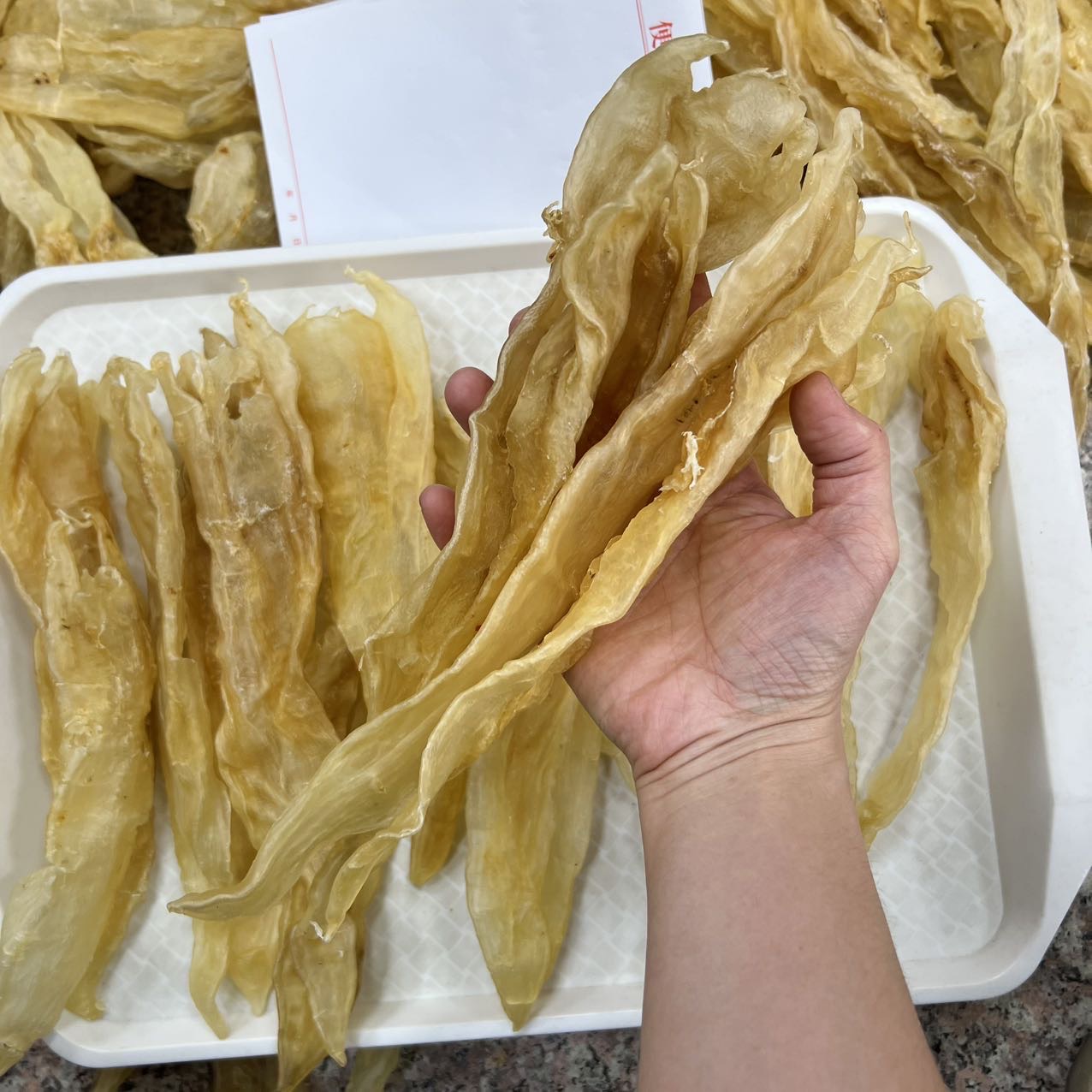 今天货源 大量13头巴西北海阴阳胶 足干货 /