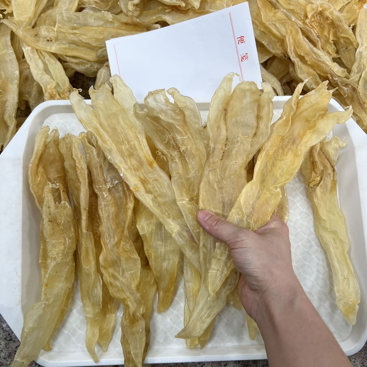 今天货源 大量13头巴西北海阴阳胶 足干货 /
