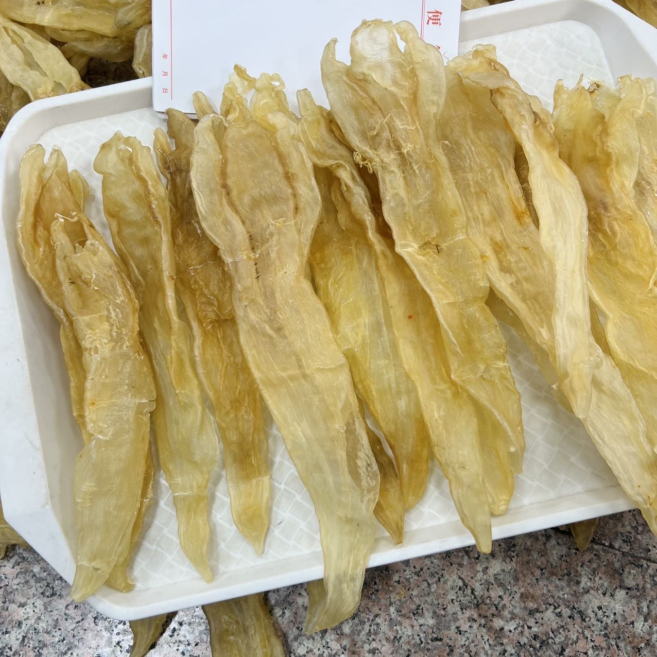 今天货源 大量13头巴西北海阴阳胶 足干货 /