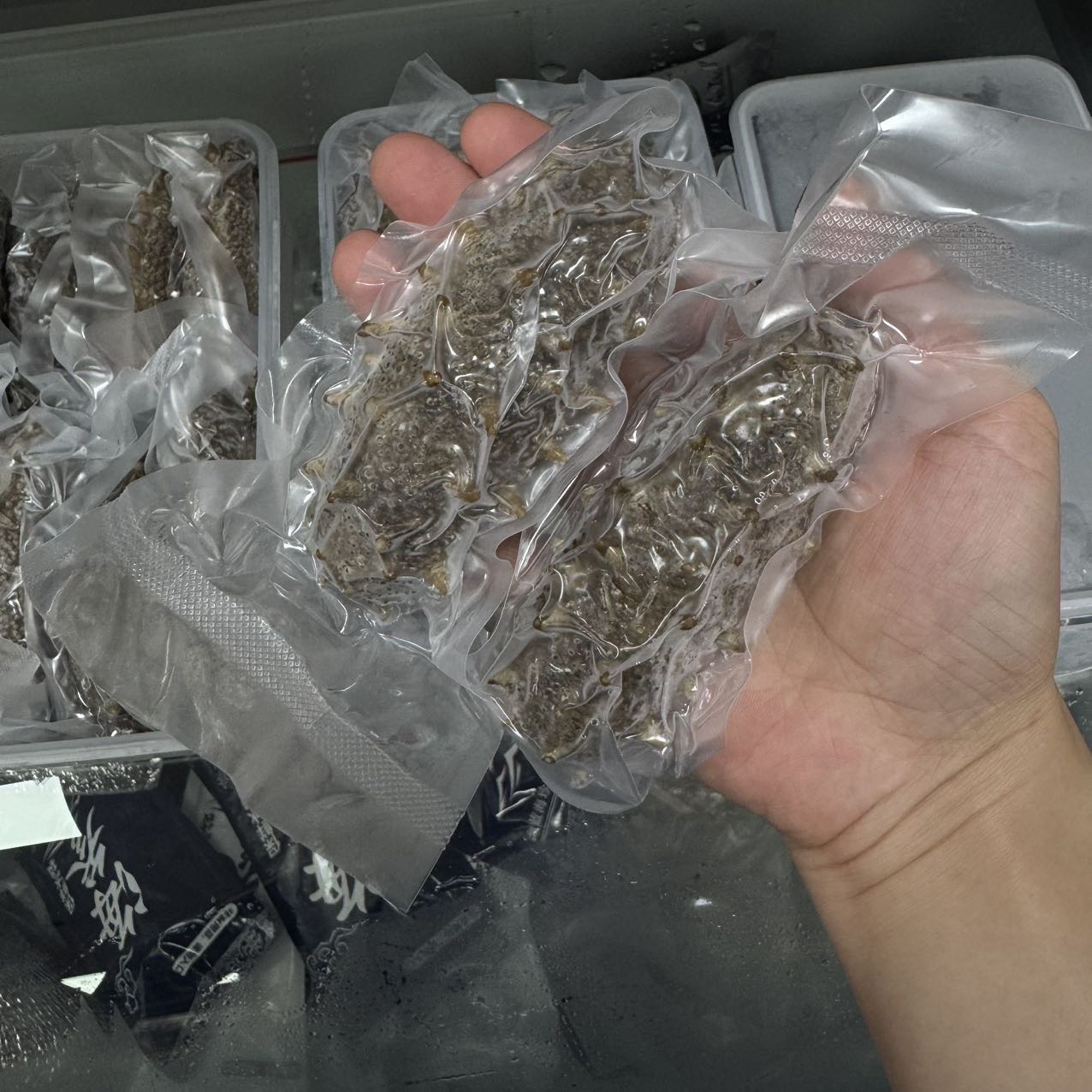 今天货源 大量真大连鲜食海参 /