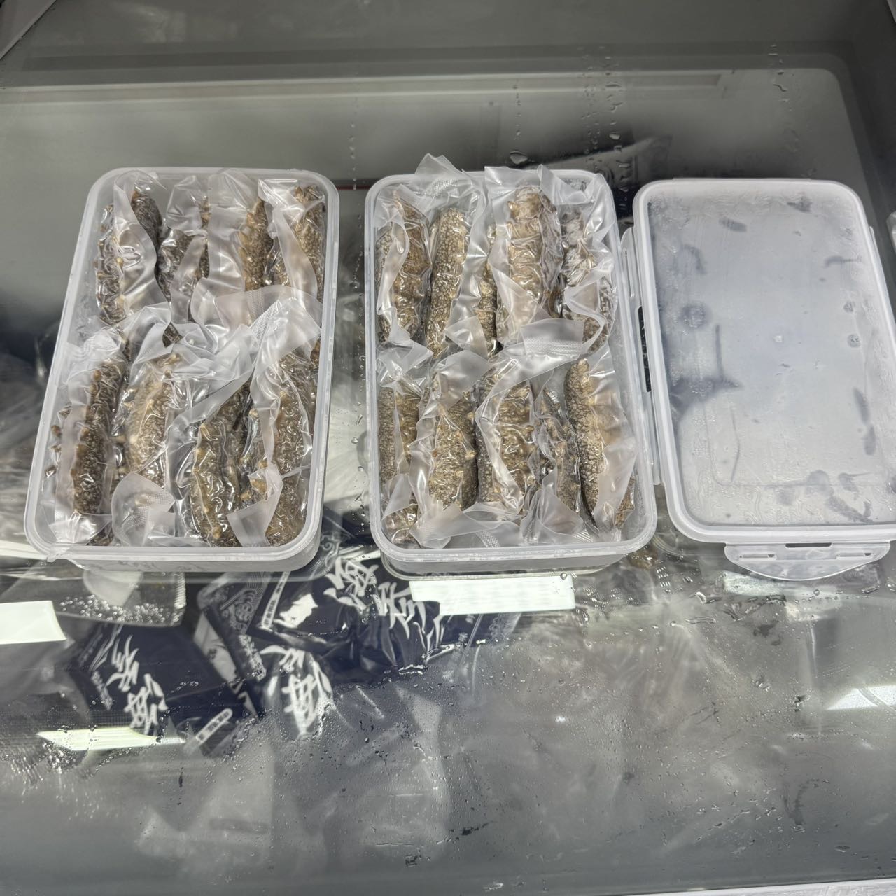 今天货源 大量真大连鲜食海参 /