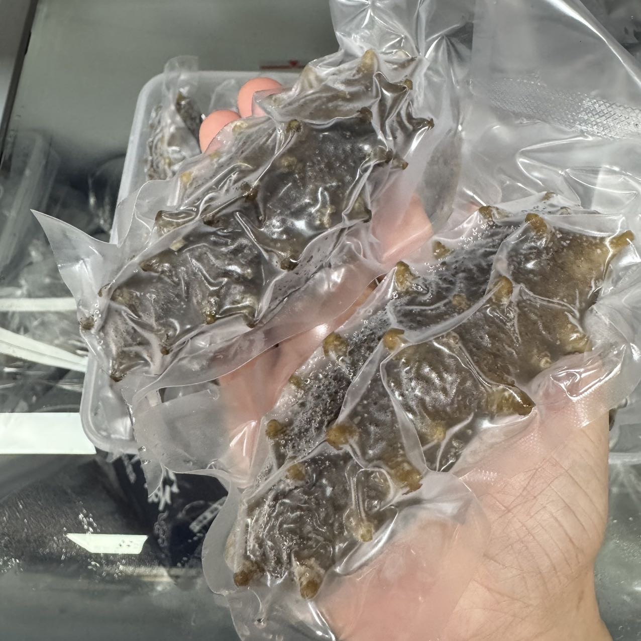 今天货源 大量真大连鲜食海参 /