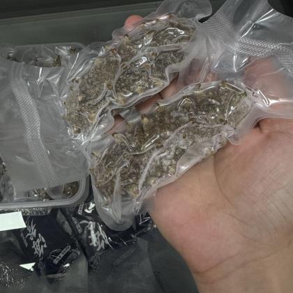 今天货源 大量真大连鲜食海参