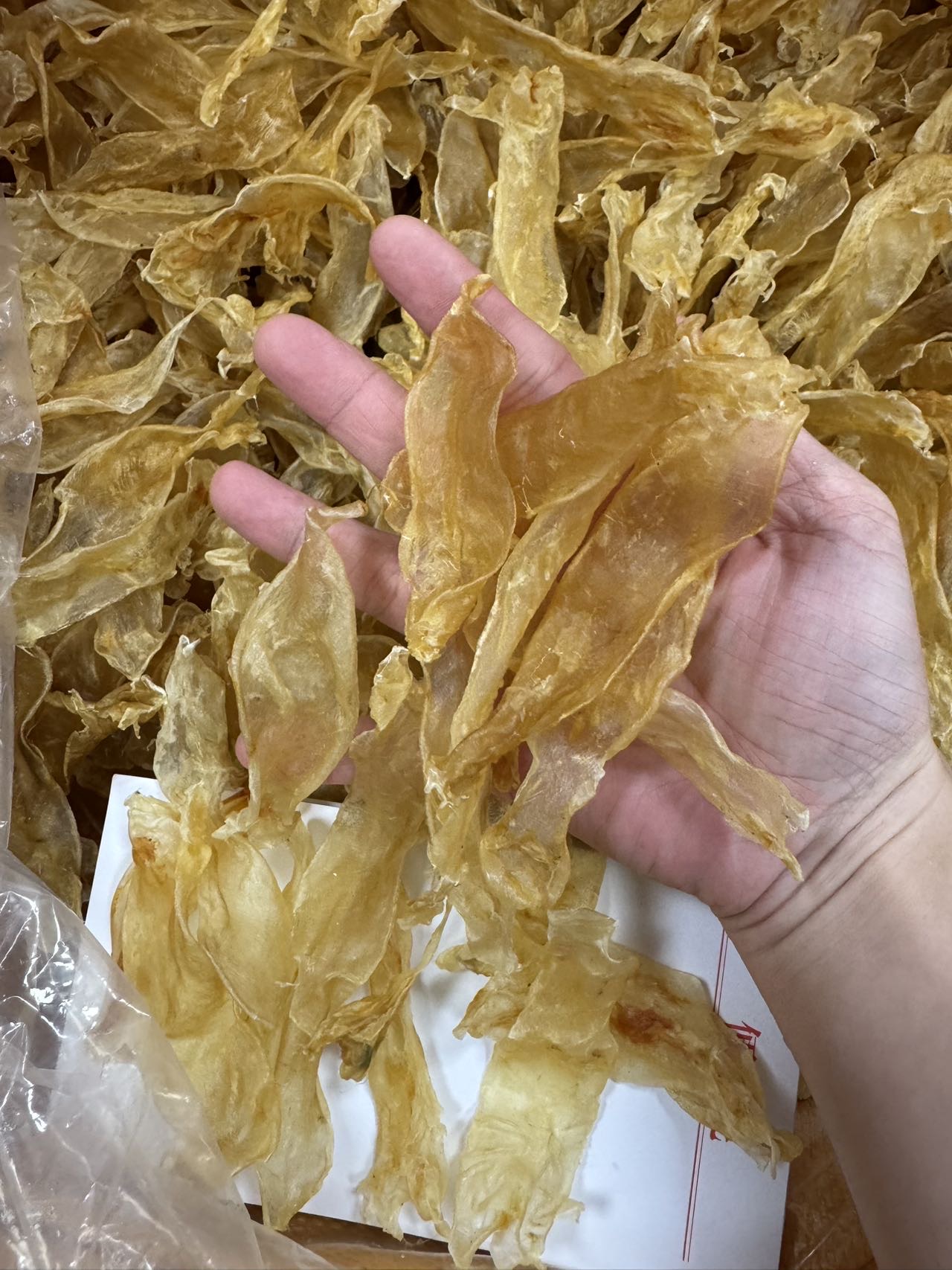 今天货源 大量230头佐罗胶 /