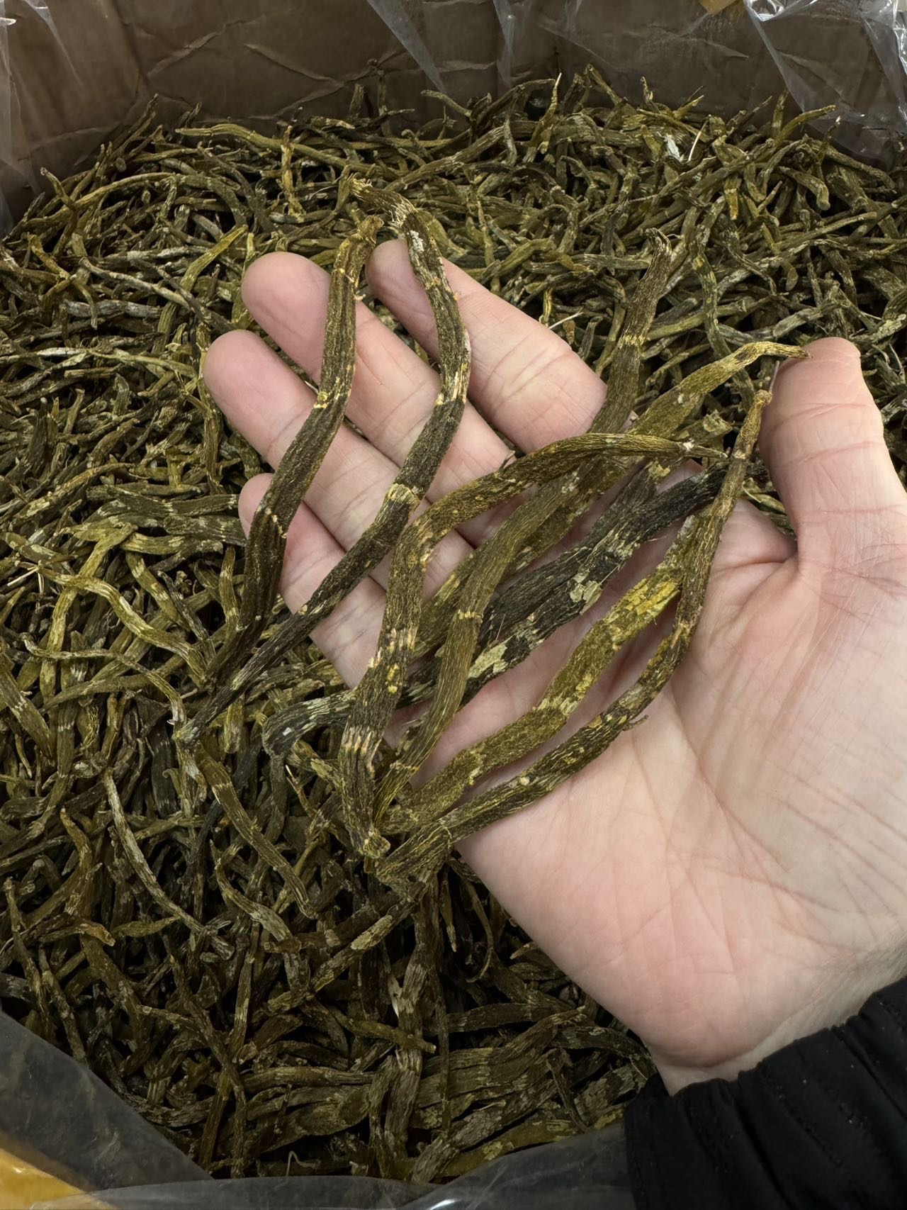 今天货源 大量特大珍虫石斛条 /