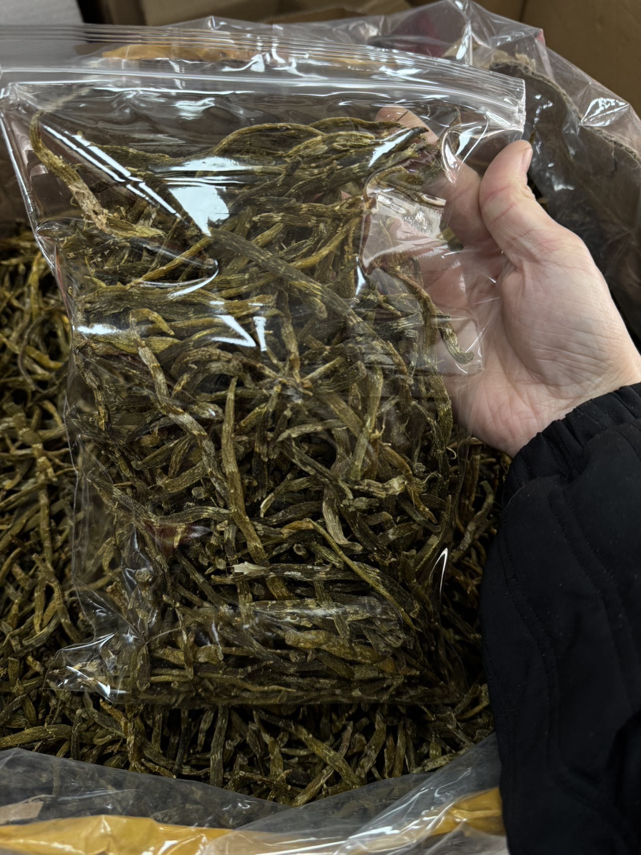 今天货源 大量特大珍虫石斛条 /