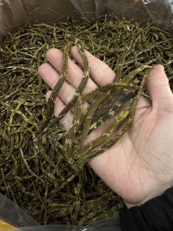 今天货源 大量特大珍虫石斛条