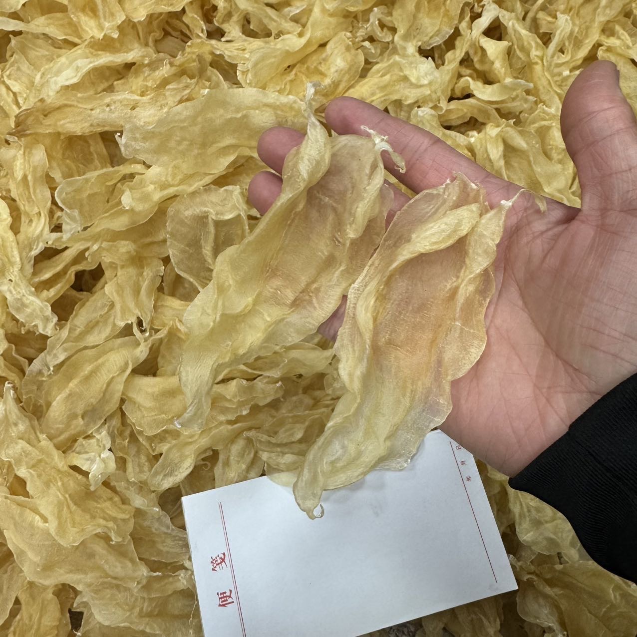 今天货源 新行情苏里北海公65头35头22头 /