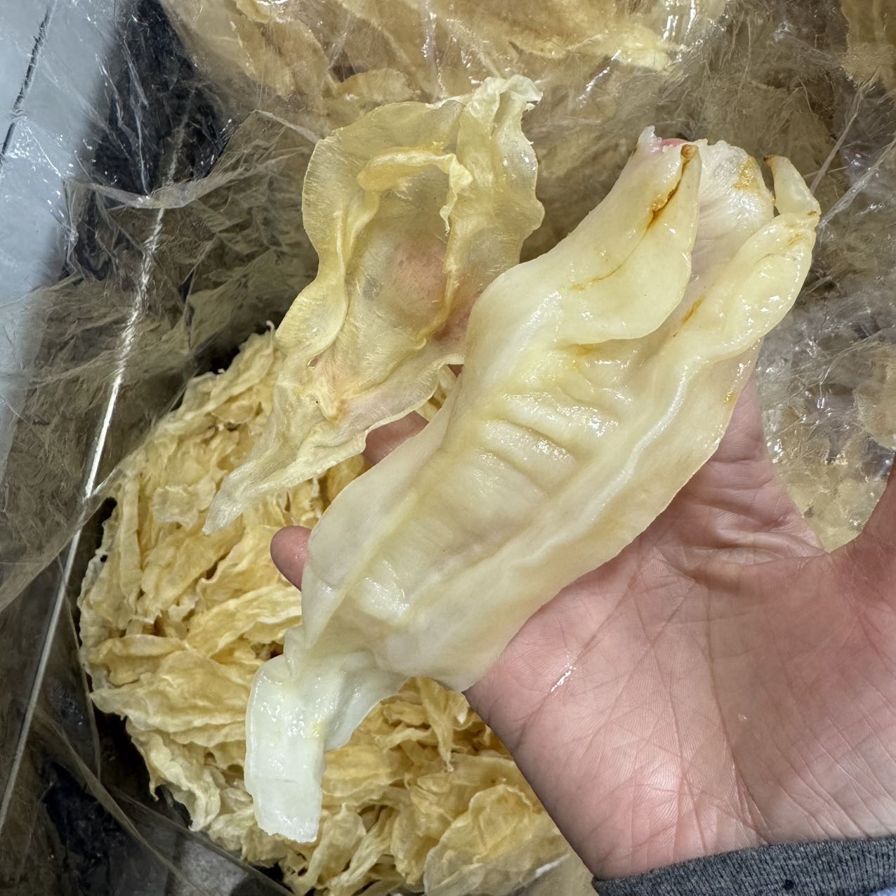 今天货源 新行情苏里北海公65头35头22头 /