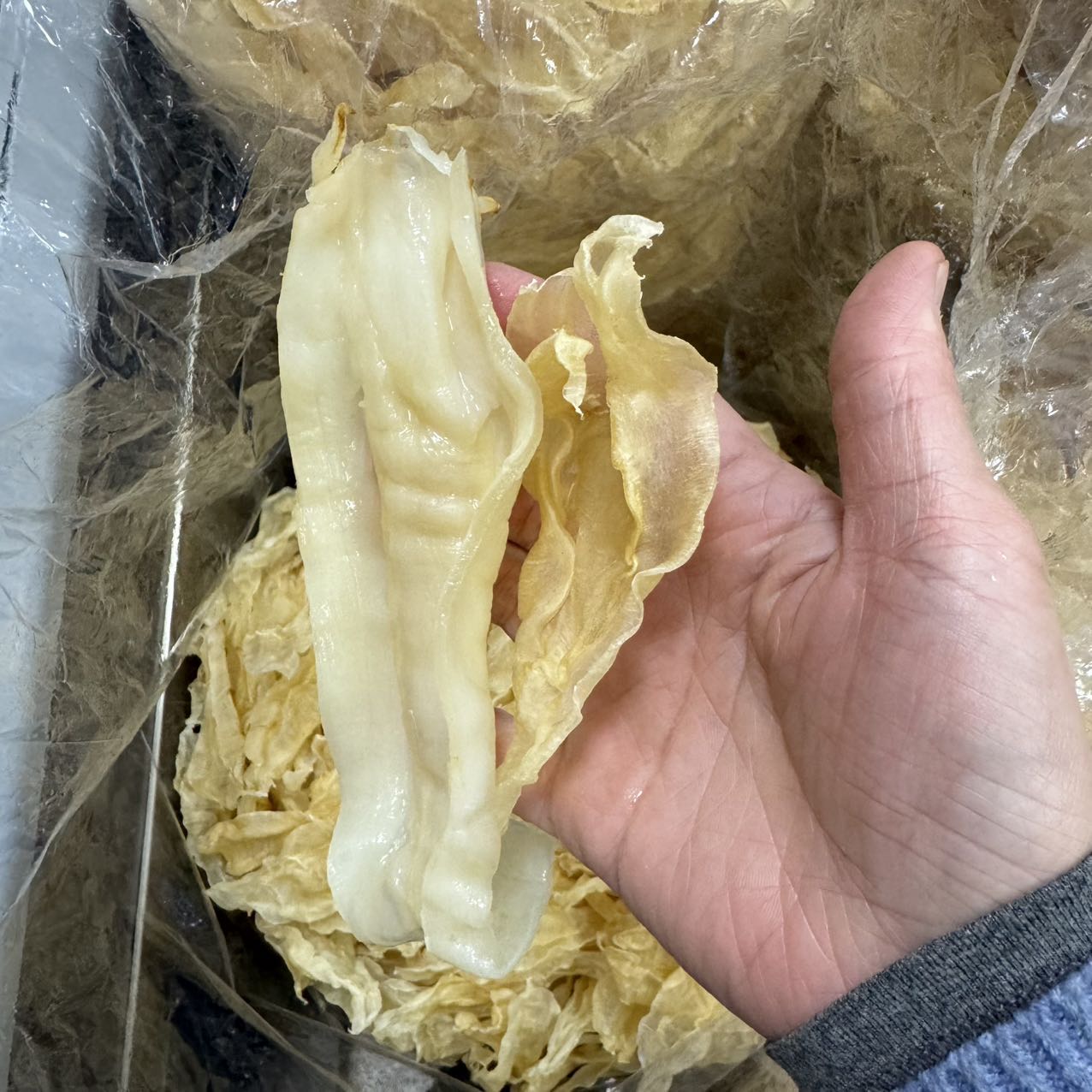 今天货源 新行情苏里北海公65头35头22头 /