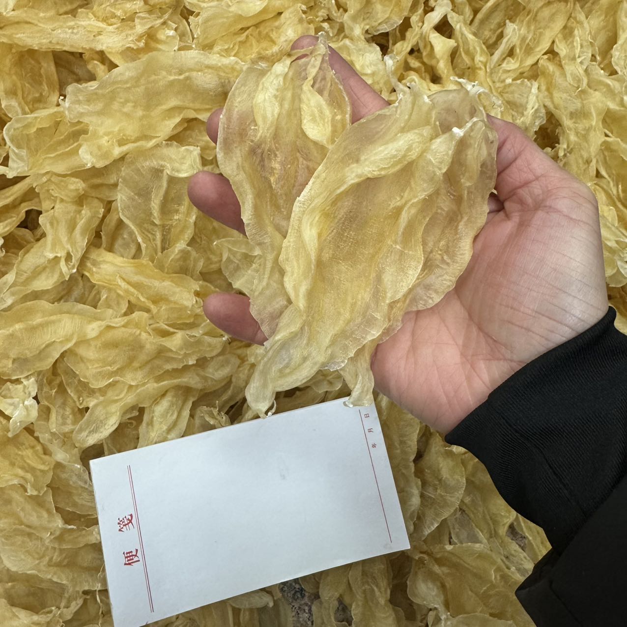 今天货源 新行情苏里北海公65头35头22头 /