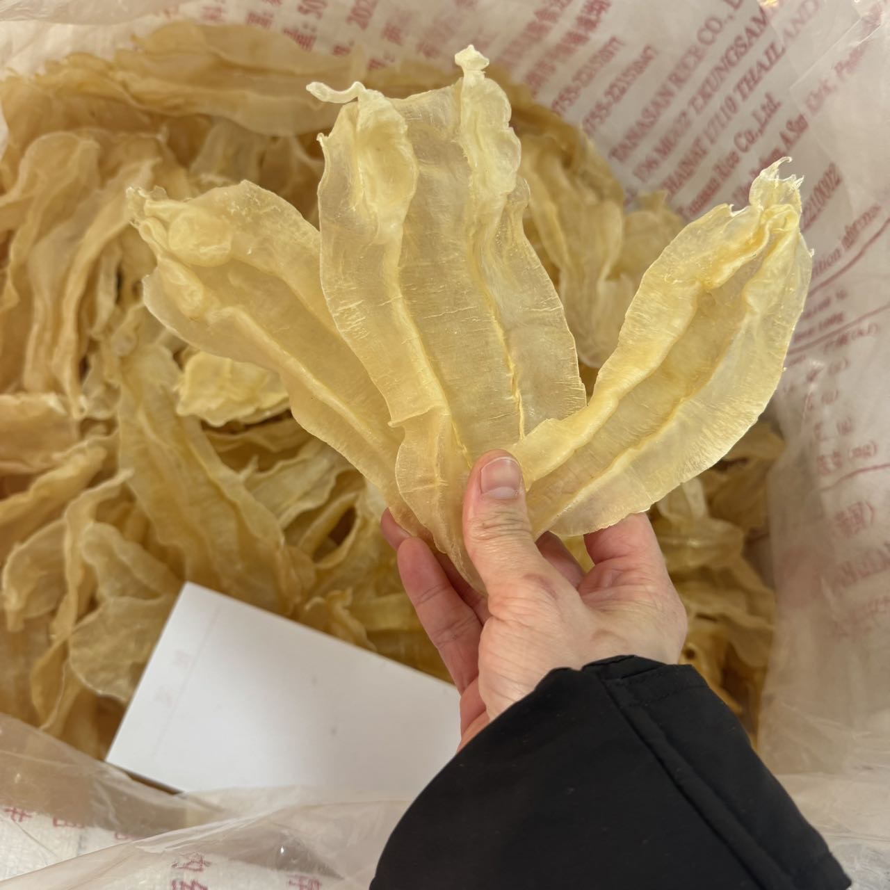 今天货源 新行情苏里北海公65头35头22头 /