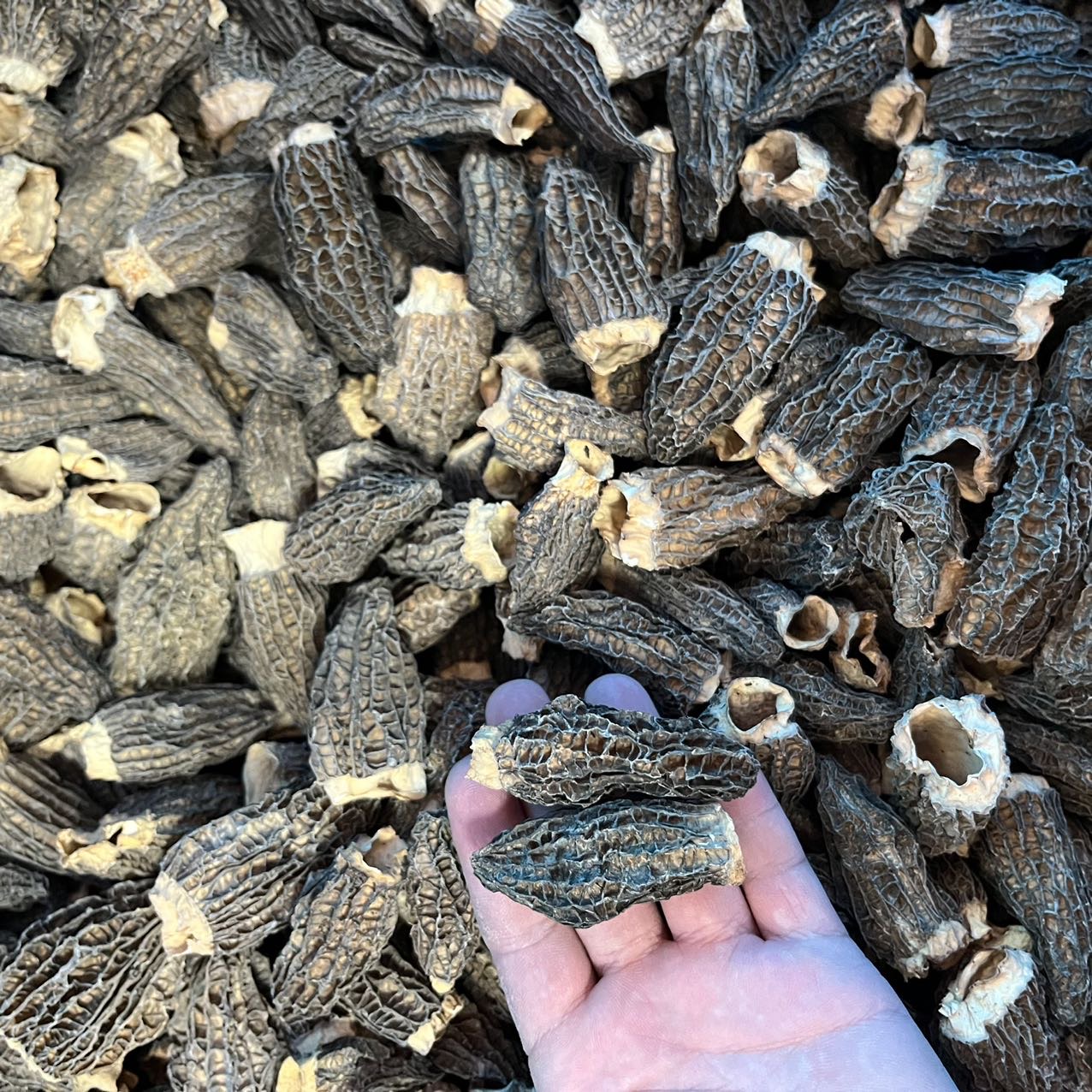 今天货源 大量精选剪脚羊肚菌 /