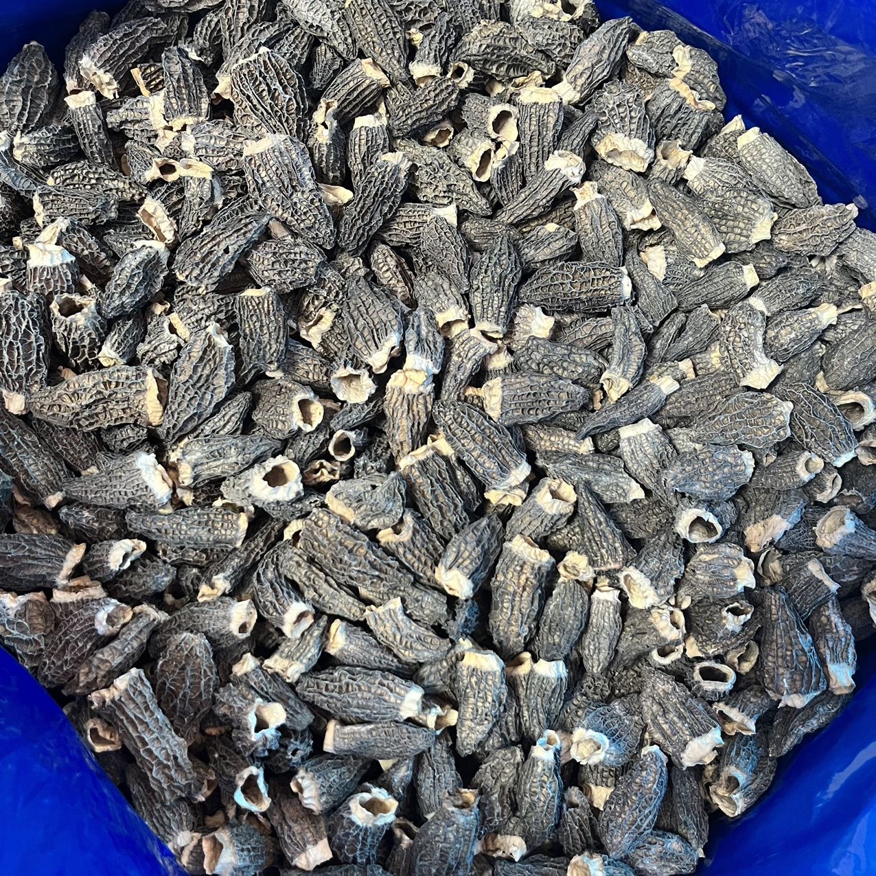 今天货源 大量精选剪脚羊肚菌 /