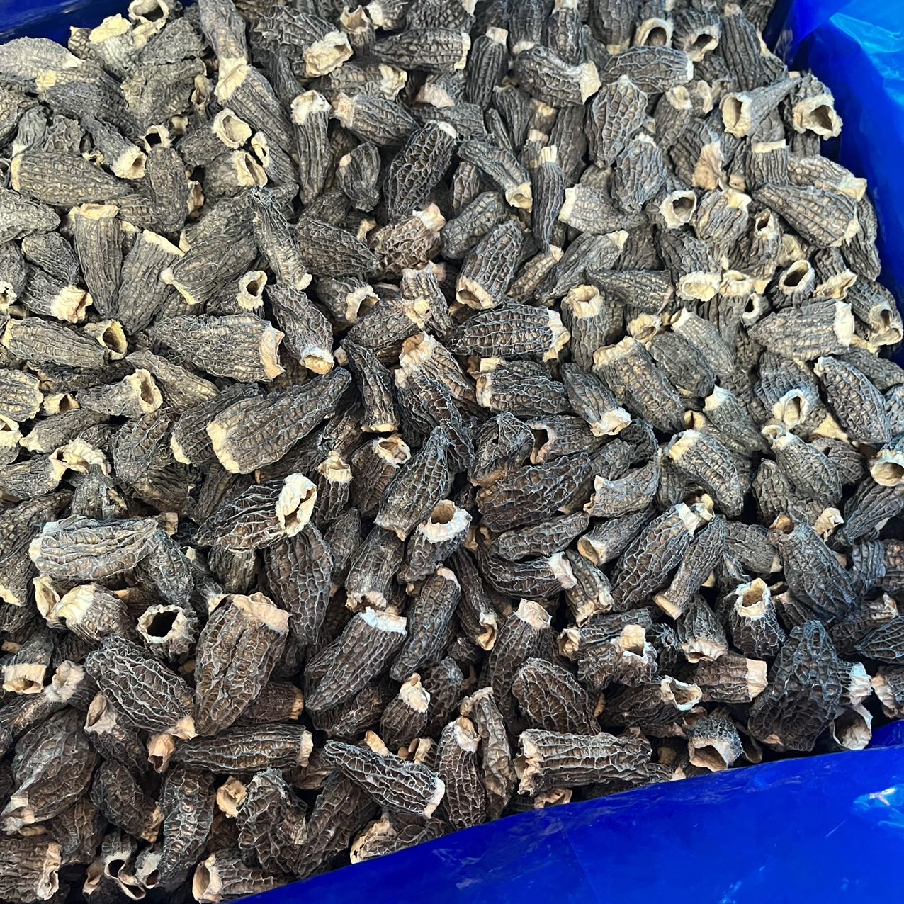 今天货源 大量精选剪脚羊肚菌 /