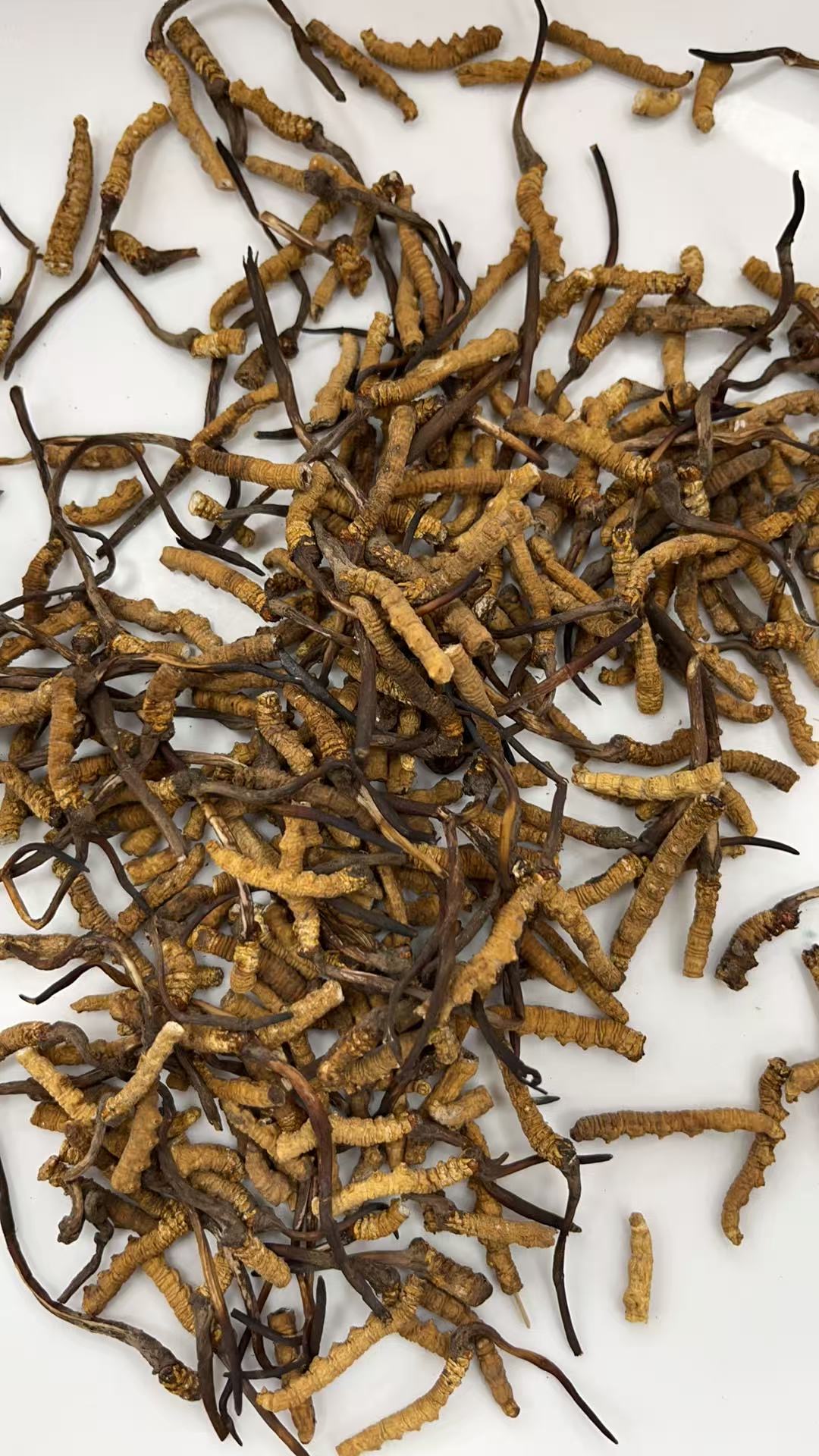 今天货源 大量冬虫夏草断草 /