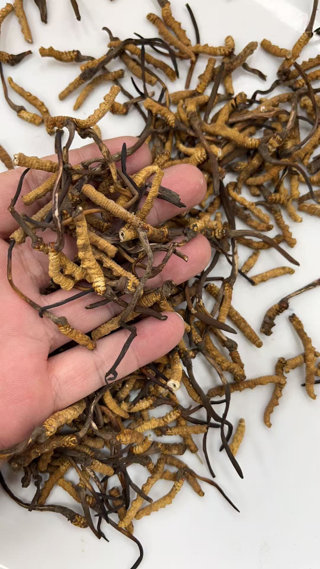 今天货源 大量冬虫夏草断草 /